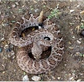 菱斑水蛇 菱斑水蛇