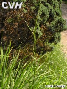 假牛鞭草 假牛鞭草