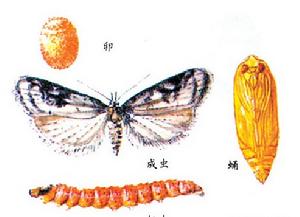 桃小食心蟲 桃小食心蟲