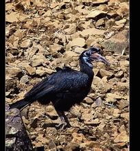 地棲犀鳥 地棲犀鳥