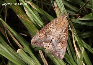 苹梢鷹夜蛾 苹梢鷹夜蛾