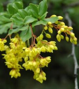 波密小檗 波密小檗