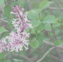 關東丁香 關東丁香