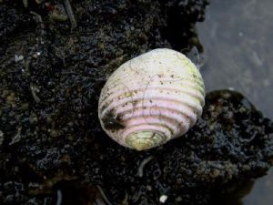 白肋蜑螺 白肋蜑螺