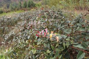 紅色五彩金銀花 紅色五彩金銀花
