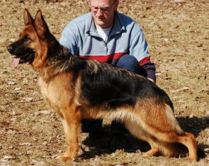 德國黑貝[犬科哺乳動物]