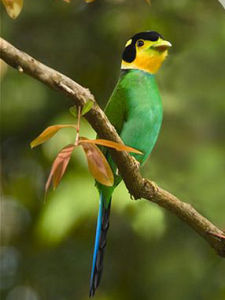 泰國長尾闊嘴鳥