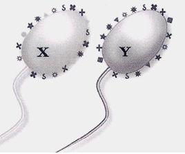 人體電泳精子篩選法 人體電泳精子篩選法