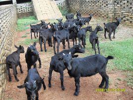 海南正宗東山羊 海南正宗東山羊