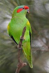 紅耳綠吸蜜鸚鵡