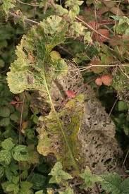 科地尾孢 科地尾孢