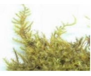 淡枝長喙蘚 淡枝長喙蘚