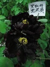 黑牡丹[植物]