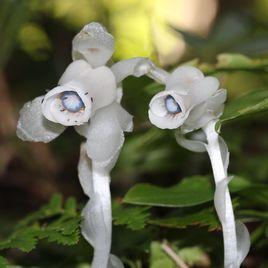 沙晶蘭屬 沙晶蘭屬