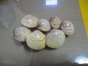 美女白櫻蛤 美女白櫻蛤