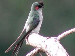 鳳頭雨燕科 鳳頭雨燕科