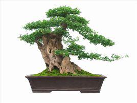 盆景造型 盆景造型