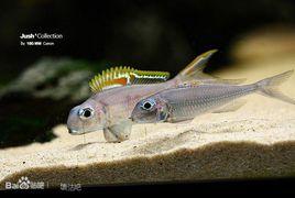 櫻桃公主 櫻桃公主