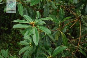 黃藥大頭茶 黃藥大頭茶