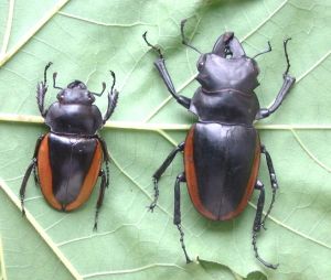 奧鍬甲屬 奧鍬甲屬