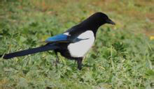 喜鵲西班牙亞種 喜鵲西班牙亞種