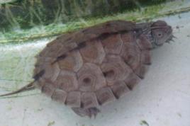 北部擬地圖龜 北部擬地圖龜