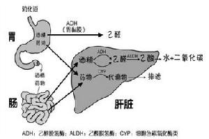 酒精中毒性肌病