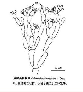 夏威夷柄囊藻 夏威夷柄囊藻