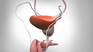 泌尿系統 泌尿系統