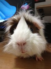 Guinea pig