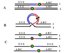 倒位攜帶者 倒位攜帶者