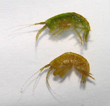 淡水鉤蝦 淡水鉤蝦