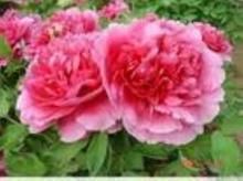 芍藥提取物 芍藥提取物