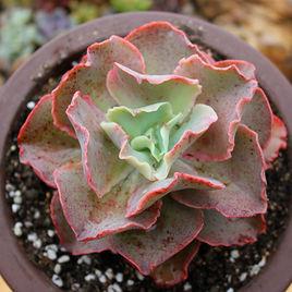 女王花笠 女王花笠