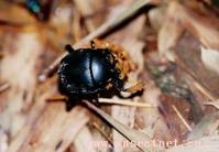 側裸蜣螂 側裸蜣螂