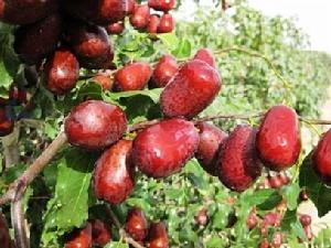 新疆若羌沙紅棗