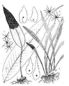 相似石韋 相似石韋