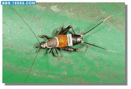 錘須奧蟋 錘須奧蟋