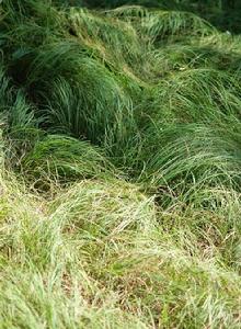 叢生苔草 叢生苔草