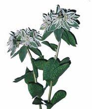 葉上花[傘形目山茱萸科植物]