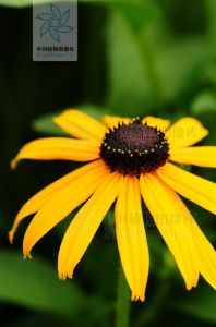 全緣金光菊 全緣金光菊