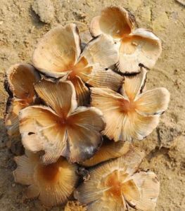 晶粒鬼傘 晶粒鬼傘