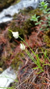 稻城馬先蒿 稻城馬先蒿