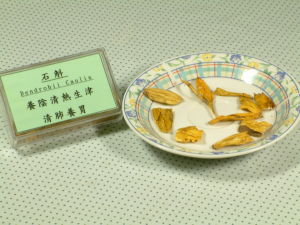 石斛─金釵石斛 石斛─金釵石斛