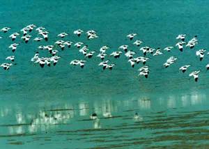 東洞庭湖自然保護區