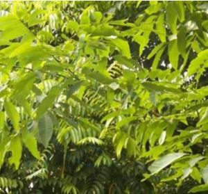 波葉異木患 波葉異木患