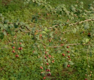 毛葉水栒子 毛葉水栒子