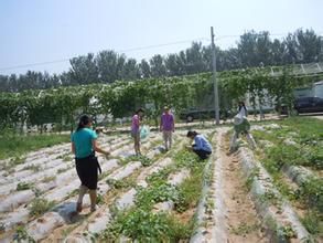 利市營村 利市營村