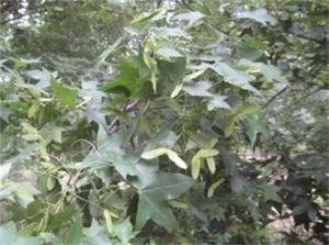 五裂銳角槭 五裂銳角槭