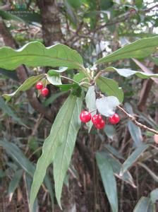 長葉紐子果 長葉紐子果